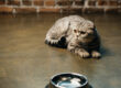 cat-urine-smell-remover-for-concrete