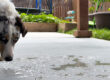 removing-patio-dog-urine-smell