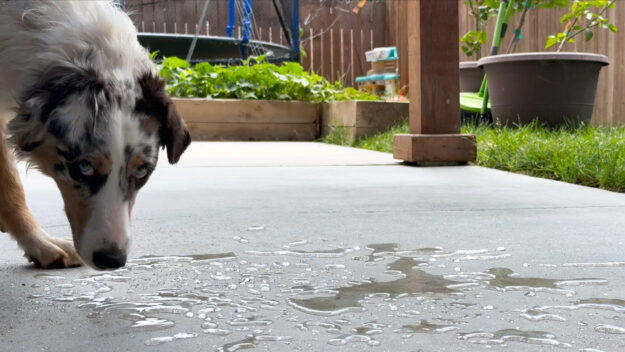 Removing Patio Dog Urine Smell removing-patio-dog-urine-smell